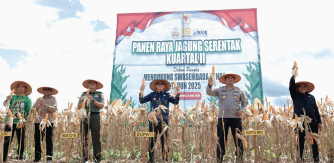 
 PANEN JAGUNG: Bupati Andi Rudi Latif panen raya jagung di Kelurahan Gunung Tinggi, Batulicin