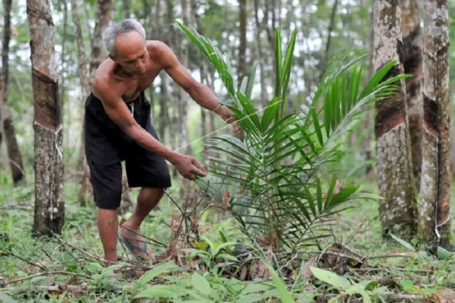 
 MERAWAT – Petani merawat tanaman sawit yang disiapkan menmggantikan tanaman karet. Foto: Antara