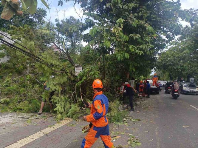 
 DLH Banjarbaru Intensifkan Penanganan Pohon Tua dan Rawan Tumbang