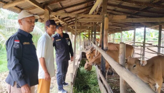 
 Petugas Disbunnak Kalsel mengecek kesehatan bibit sapi Bali di peternak.(Net)