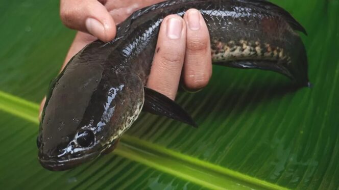 
 Kalsel Perkuat Ekonomi Daerah Lewat Budidaya Ikan Haruan